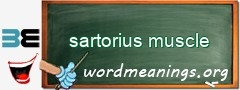 WordMeaning blackboard for sartorius muscle